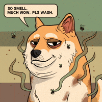 Shiba Inu Dog GIF by Doge Pound