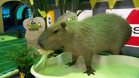 Capybara in Water