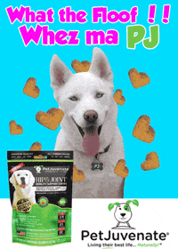 PetJuvenate petjuvenate henlo hooman fren love rescue dogs treatos and woofer for pupper GIF