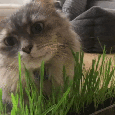 rrrrrrrmedia giphyupload cat plant lets do it GIF