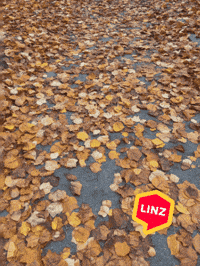 Fall Love GIF by Linz News
