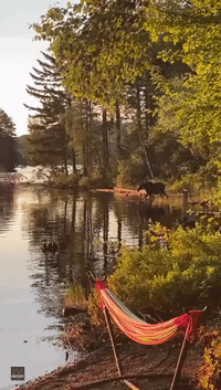 Young Moose Takes Picture-Postcard Dip in Maine Pond