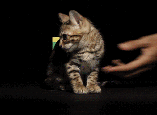 cat gif GIF by Product Hunt