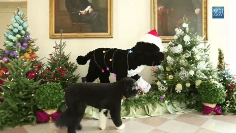 Christmas Dogs GIF by US National Archives