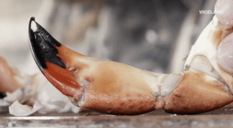 viceland GIF by Dead Set on Life