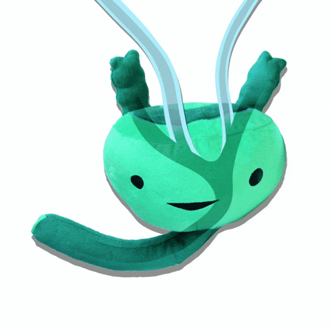 Prostate Urology GIF by I Heart Guts