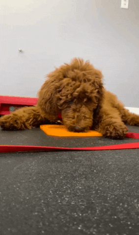 thepetrepublic giphygifmaker giphygifmakermobile GIF