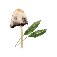 Mushroom Sage Sticker by Evoolution