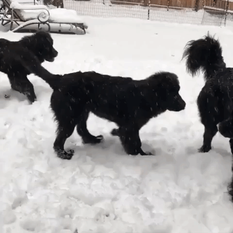 Newfoundlands Frolic in Record-Breaking Snowfall in Forest Lake, Minnesota