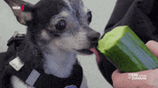 Essen Cucumber GIF by WDR