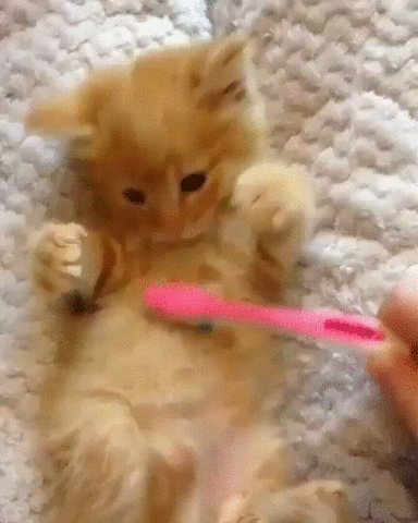 kitty toothbrush GIF