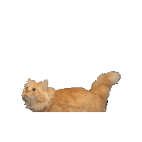 25Cats Sticker by Gray Hat Films