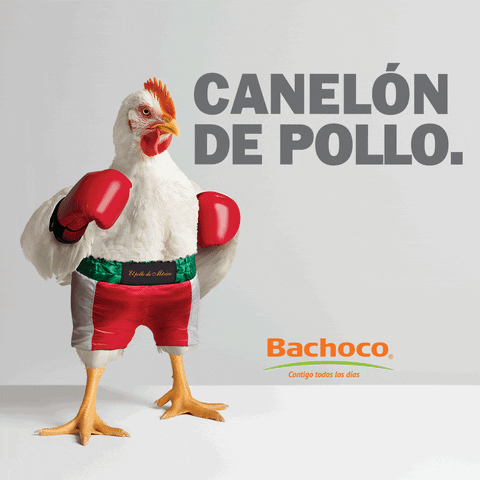 BachocoMX giphyupload mexico chicken boxing GIF