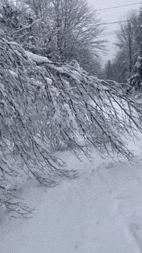 Heavy Nor'easter Snow Weighs Down Branches in Southern Maine