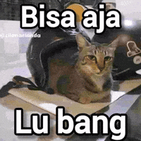 Kucing GIF