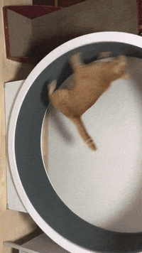 Cat Fail GIF by JustViral.Net