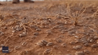 Swarm of Slaters Marches Across Red Earth in Outback Queensland