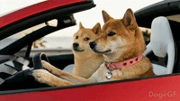 Good Vibes | Doge & DogeGF