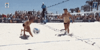 fsu seminoles GIF by NCAA Championships