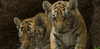 confused baby GIF