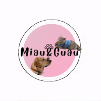 MiauAndguau cat dog gato perro GIF