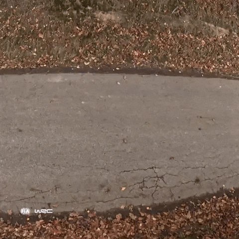 Fast Car Motorsport GIF by FIA World Rally Championship