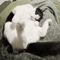 rumorandlinus kitty cute cat cut funny cat GIF