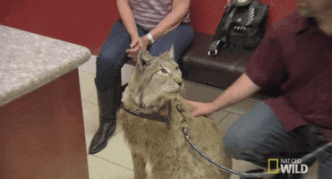 shocked nat geo wild GIF by Dr. K's Exotic Animal ER