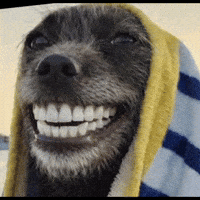 Dog Smile GIF