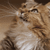 Bored Cat Food GIF by Diamond Pet Foods