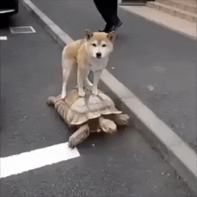 shiba inu GIF by Rover.com