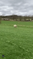 Sweet Ride: Lamb Takes a Jaunt on Sheep's Back