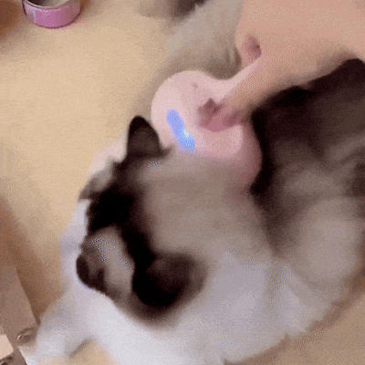 PetSteam giphyupload GIF