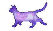 cat skeleton STICKER