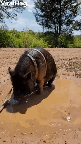 Pig Plays in Mud Puddle