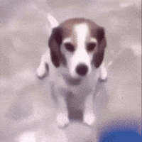 Happy Dog GIF by Respective