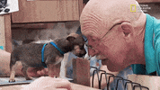 the incredible dr pol season 12 episode 8 GIF by Nat Geo Wild 
