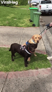 Baby Sees Dogs For First Time GIF by ViralHog
