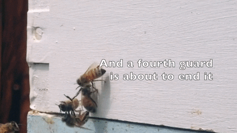fight bees GIF