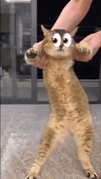 Scared Cat GIF