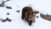 Brown Bear Running GIF by Korkeasaari Zoo