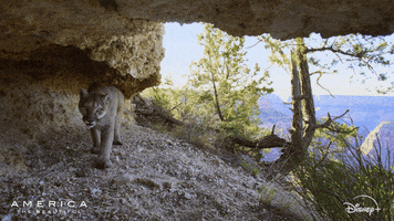 America Walk GIF by Nat Geo Wild