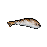 Fly Swim Sticker by SchultzOutfitters