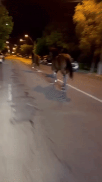 Band of Horses Recaptured After Galloping Through Sydney Streets