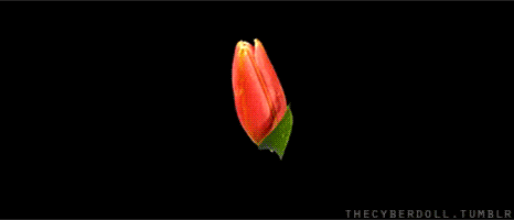 time lapse flowers GIF