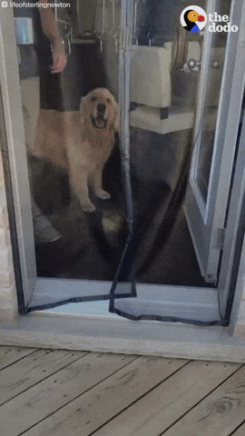 Funny Dogs GIF by The Dodo
