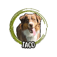 Australian Shepherd Taco Sticker by Asilo per cani Dog'sMind