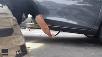 Venomous Red-Bellied Black Snake Removed From Car in Sydney