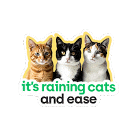 Digitalbank Sticker by easypaisa