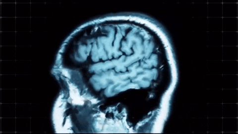 brain anatomy GIF by Harvard University